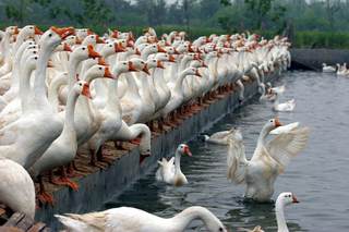 我国鹅养殖行业：需求来源稳定  市场正积极探索“公司+农户”模式