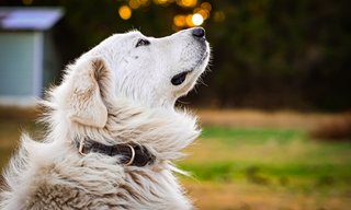 亿级蓝海赛道！我国宠物药行业研发难度大 晕车药等细分市场潜力有待挖掘