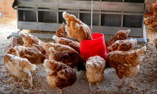 我国及部分省市家禽养殖行业相关政策：加强畜禽粪污资源化利用