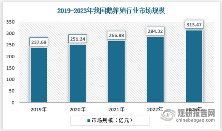 随着人们对健康饮食的需求不断提高，鹅肉的市场需求也在逐年增加，再加上政策的支持，在此环境背景下，我国鹅养殖市场规模不断增长。与此同时，我国作为全球轻工业制造大国，无论是纺织还是其它轻工业，对于鹅毛的需求一直都是较为旺盛的，无形中也给了鹅养殖业发展提供了稳定的需求来源，这些都促使鹅养殖业规模持续扩大。2023年，我国鹅养殖市场规模约为313.47亿元，保持持续增长的态势。